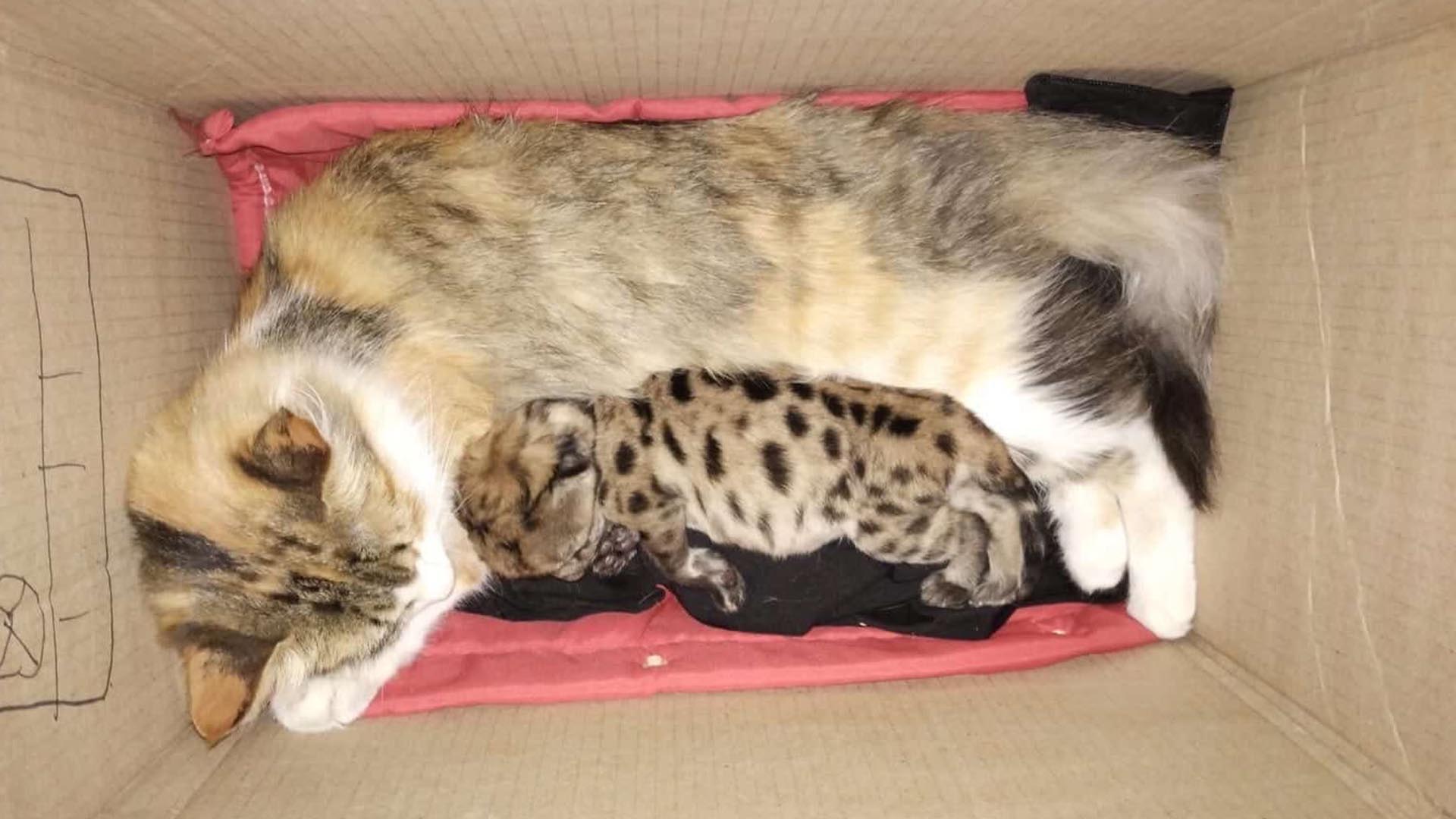 Una gata adopt&oacute; al cachorro de puma sobreviviente tras el atropello de su madre en el Parque Nahuel Huapi