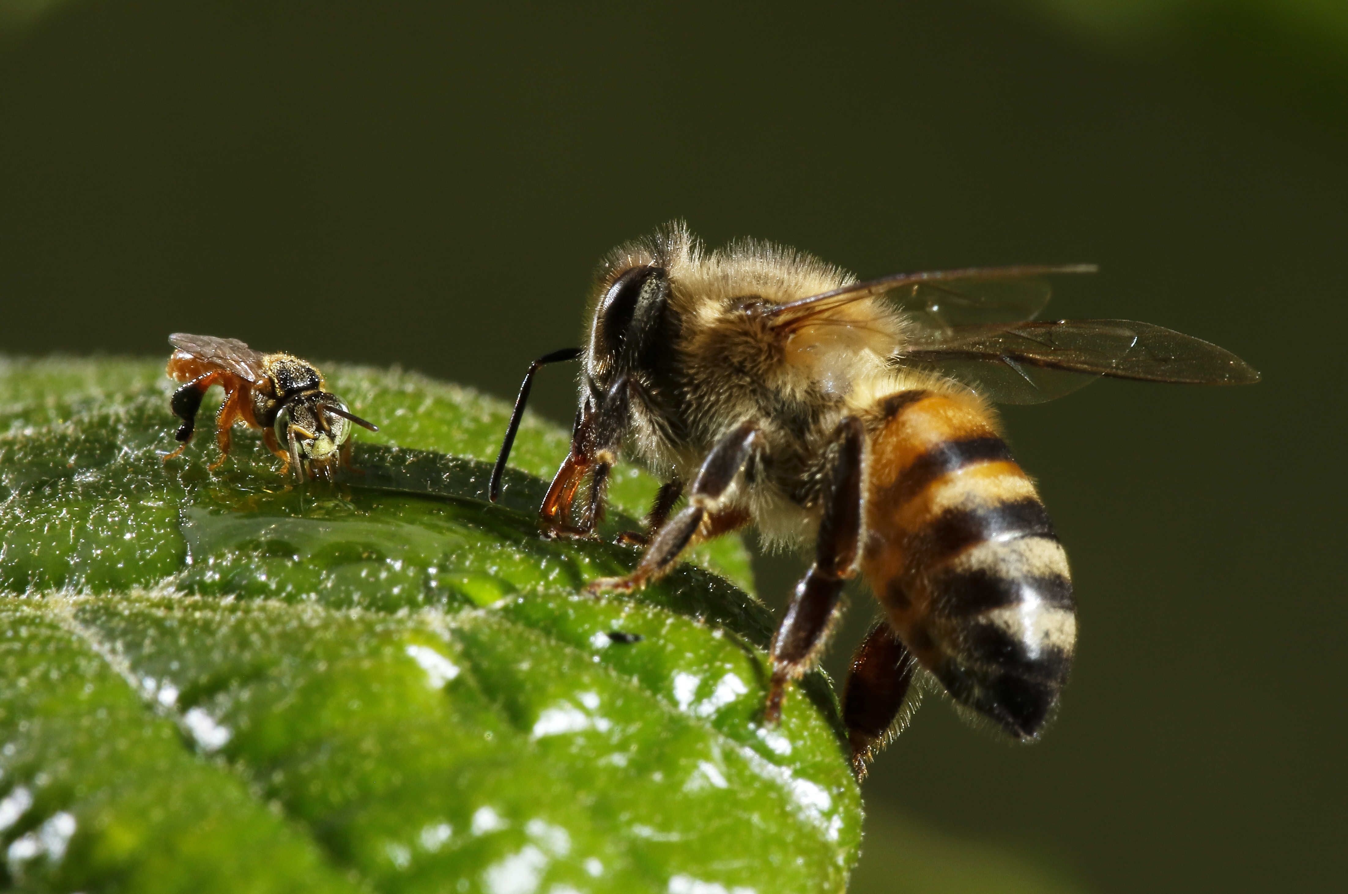 Una abeja africanizada (d) y una mariola (i), se posan sobre una hoja el 18 de mayo de 2021, en San José (Costa Rica). EFE/ Jeffrey Arguedas
