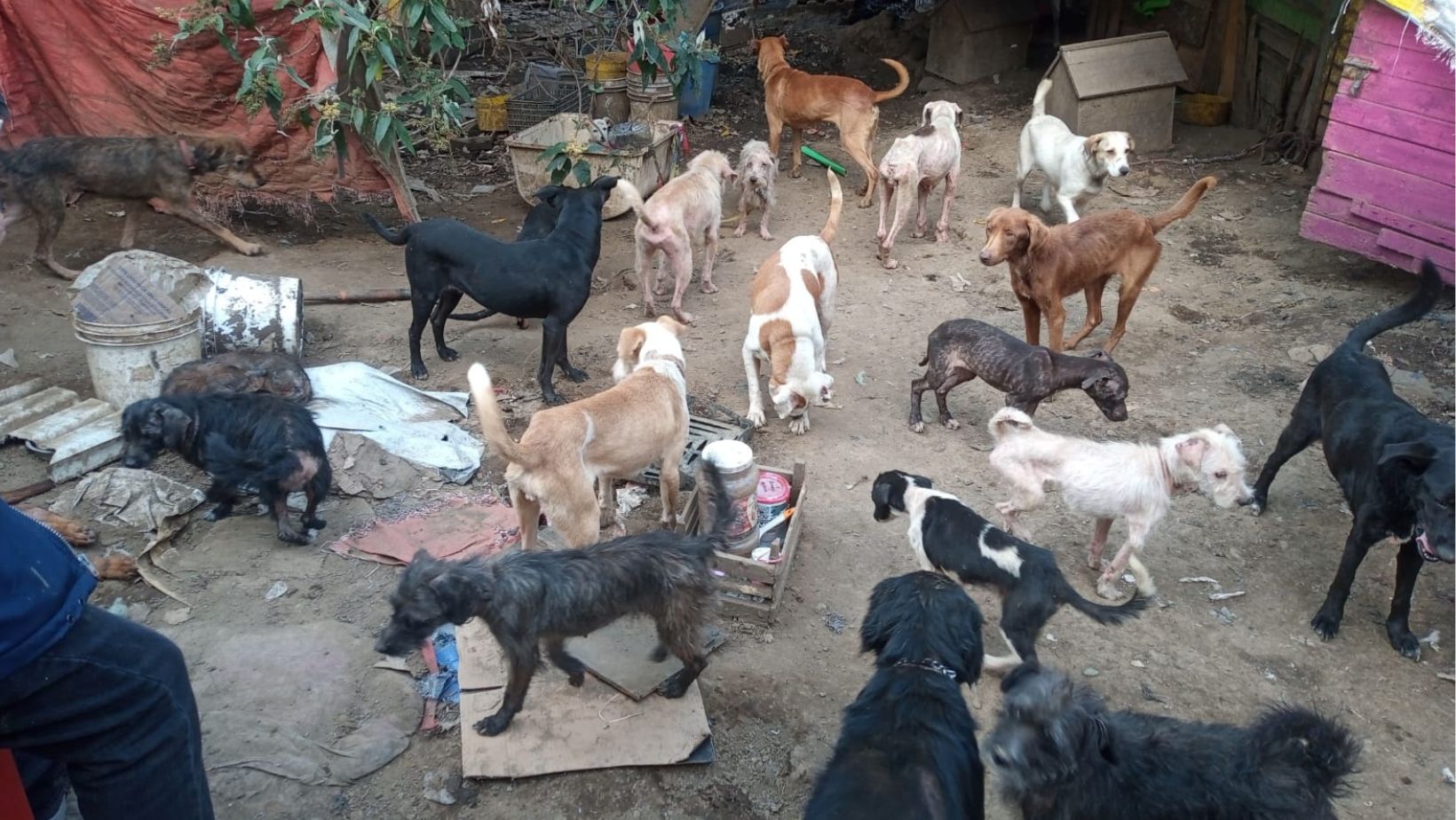 100 perros fueron rescatados de un predio en Topilejo donde sufrían maltrato y viv161an en condiciones deplorables.
(Foto: @PAOTmx)