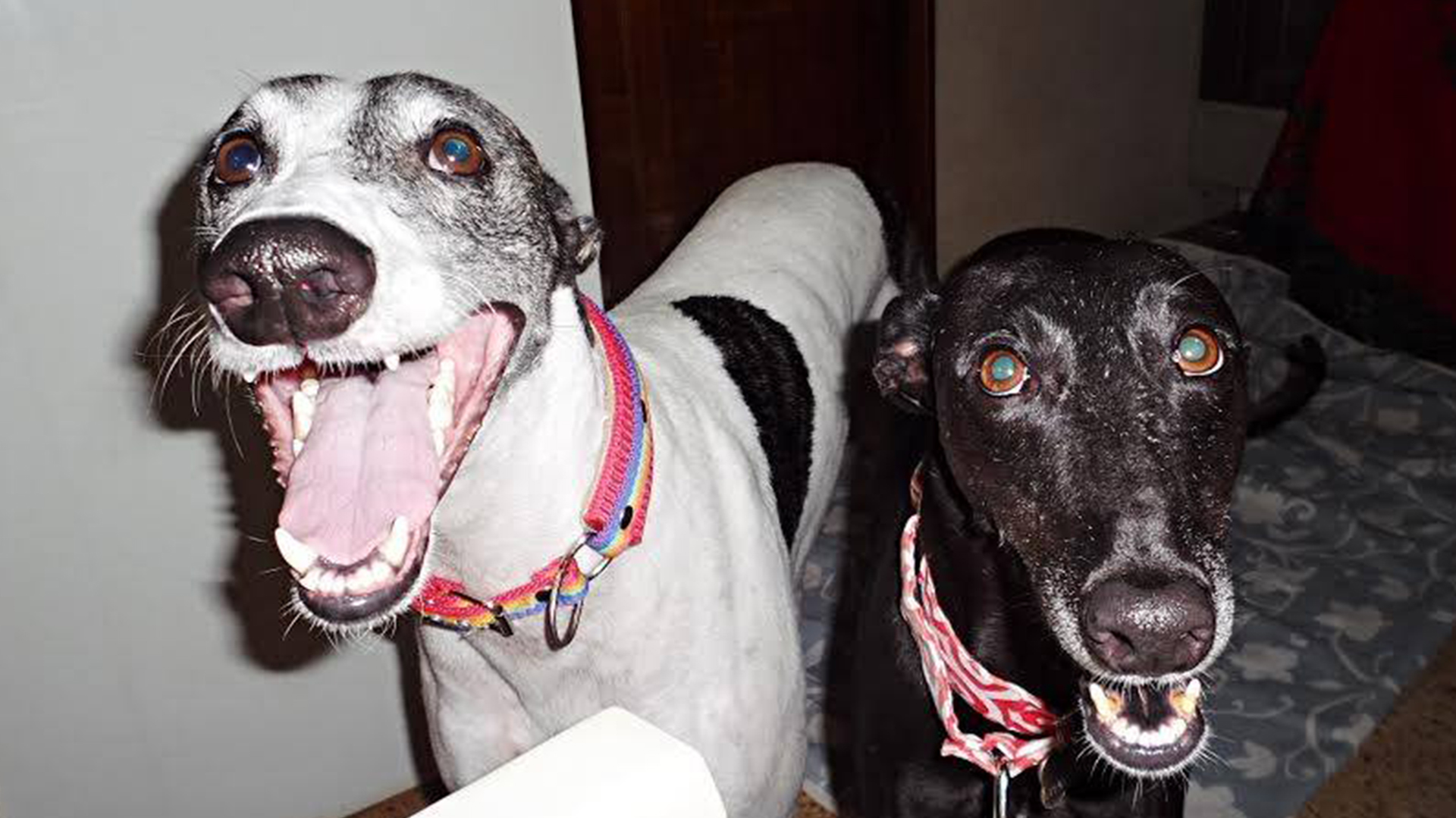 son ilegales las carreras de galgos