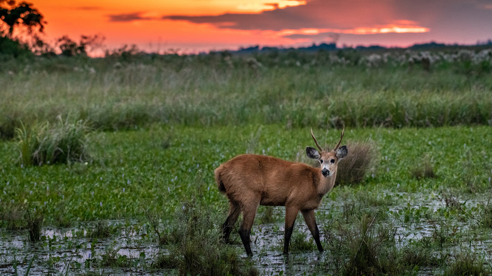 Chaco recupera al ciervo de los pantanos en El Impenetrable, donde estaba extinto hace más de un siglo