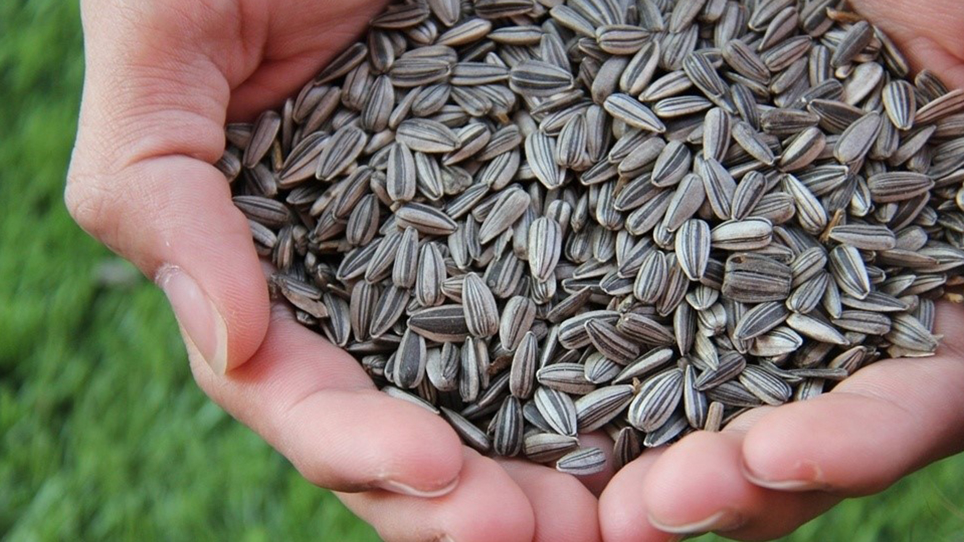 Las semillas de girasol tienen grandes cantidades de hierro, calcio, magnesio, fósforo y potasio