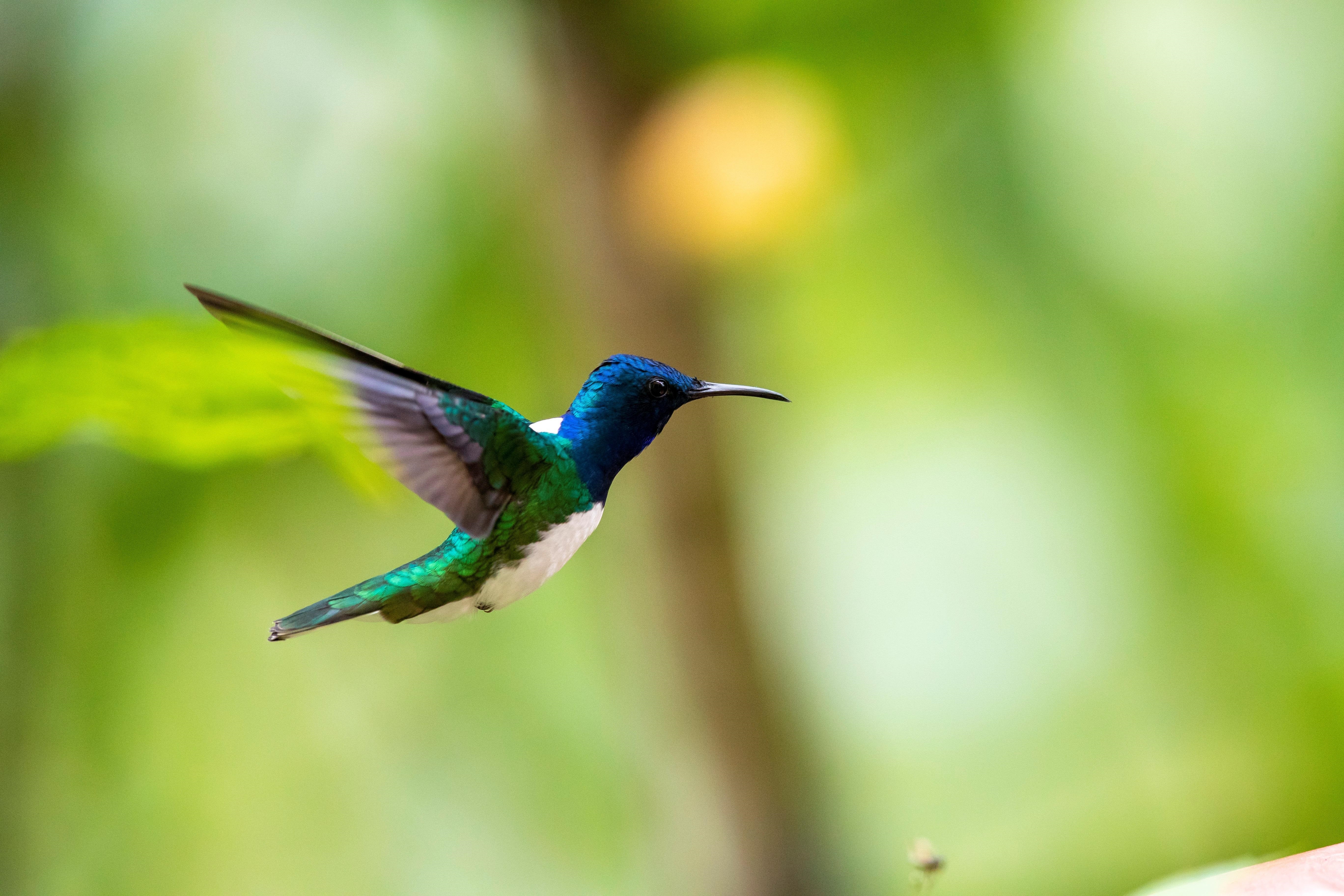 Fotografía de un colibrí  EFE/ José Jácome
