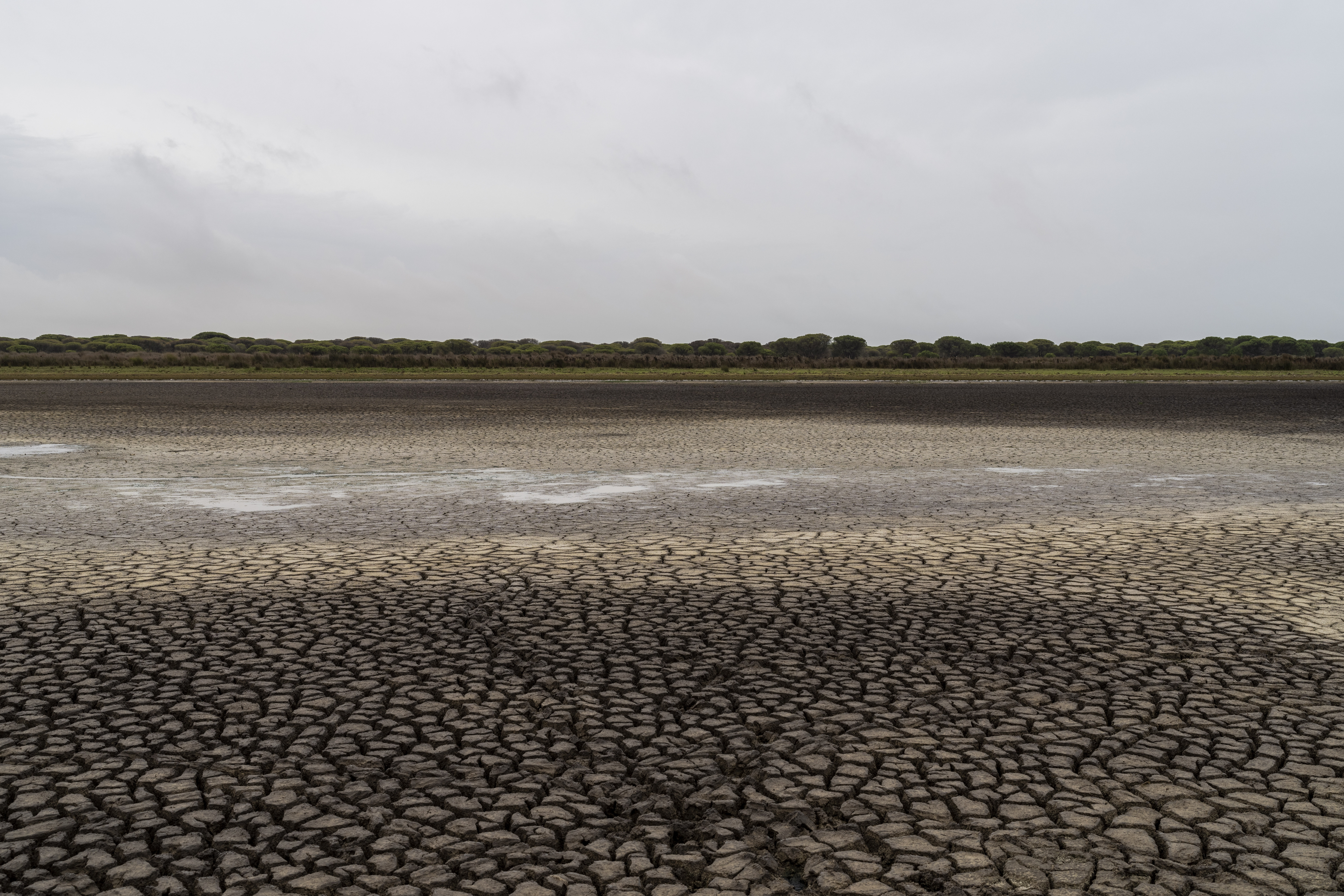 Tierra agrietada en un humedal seco en el parque natural Doñana, en el suroeste de España. (AP Foto/Bernat Armangue, Archivo)