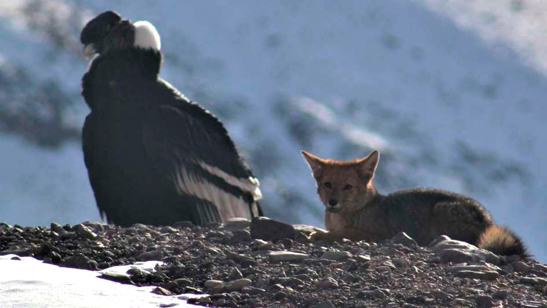 Un regalo de la naturaleza en el Aconcagua: un cóndor y un zorro  compartieron un momento extraordinario sobre el cerro - Infobae
