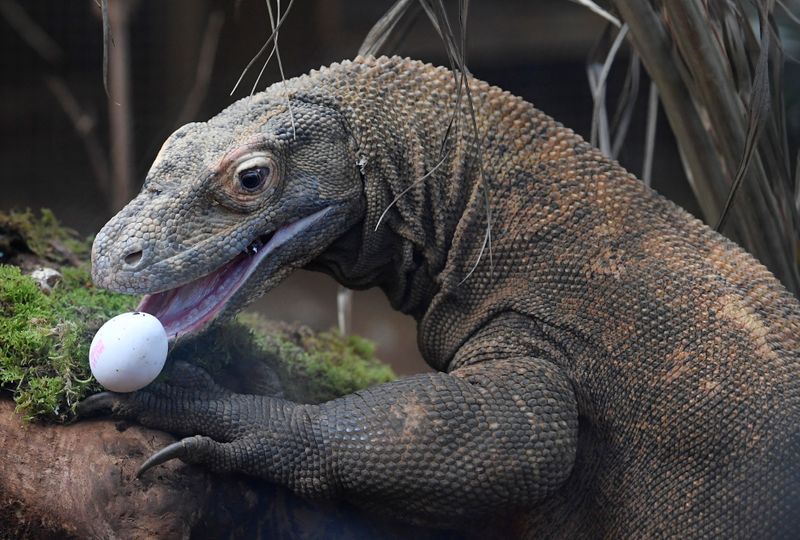 Los dragones de Komodo son otra especie que se sabe puede reproducirse de manera asexuada (REUTERS/Toby Melville)