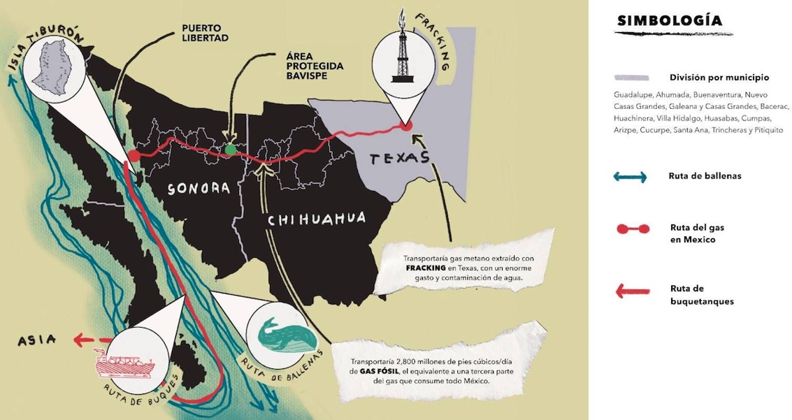 Devastador proyecto de gas pone en peligro a ballenas y vida marina en el Golfo de California – La Crónica de Hoy