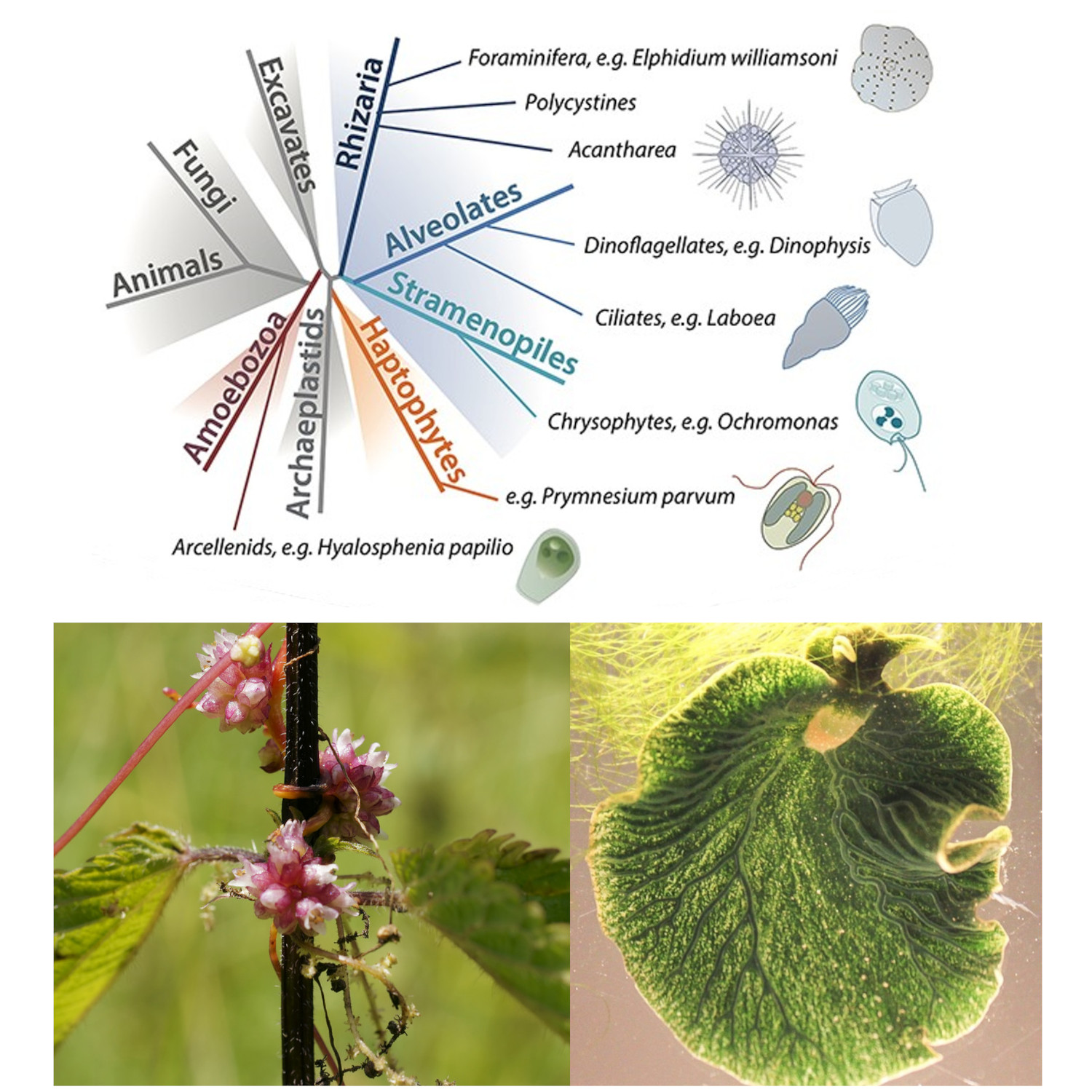 La mixotrofia. Una forma de alimentarse más allá del reino animal y vegetal  – La Crónica de Hoy