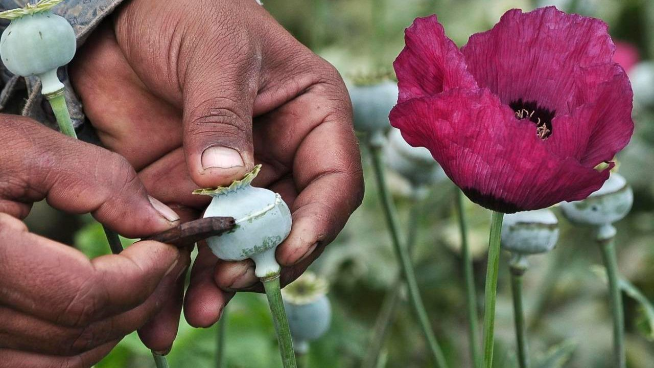 los plantíos de adormidera son cada vez más escuetos, en parte gracias a la lucha de las fuerzas federales por erradicarlos y en parte porque ya no son rentables para el hamba narcotraficante