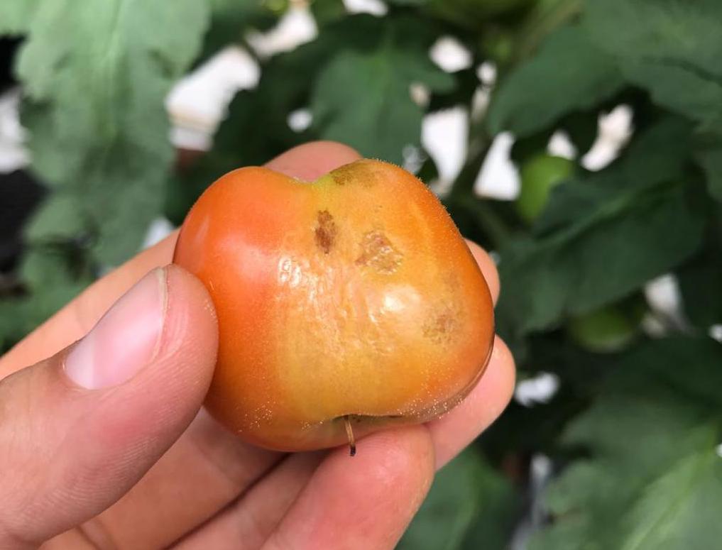 Preocupa posible presencia de virus rugoso del tomate