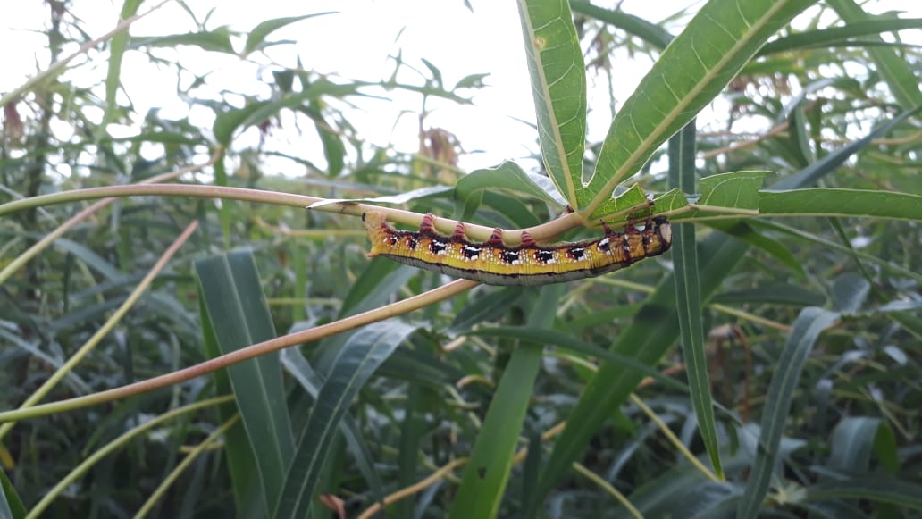 picadura de gusano de cerdas