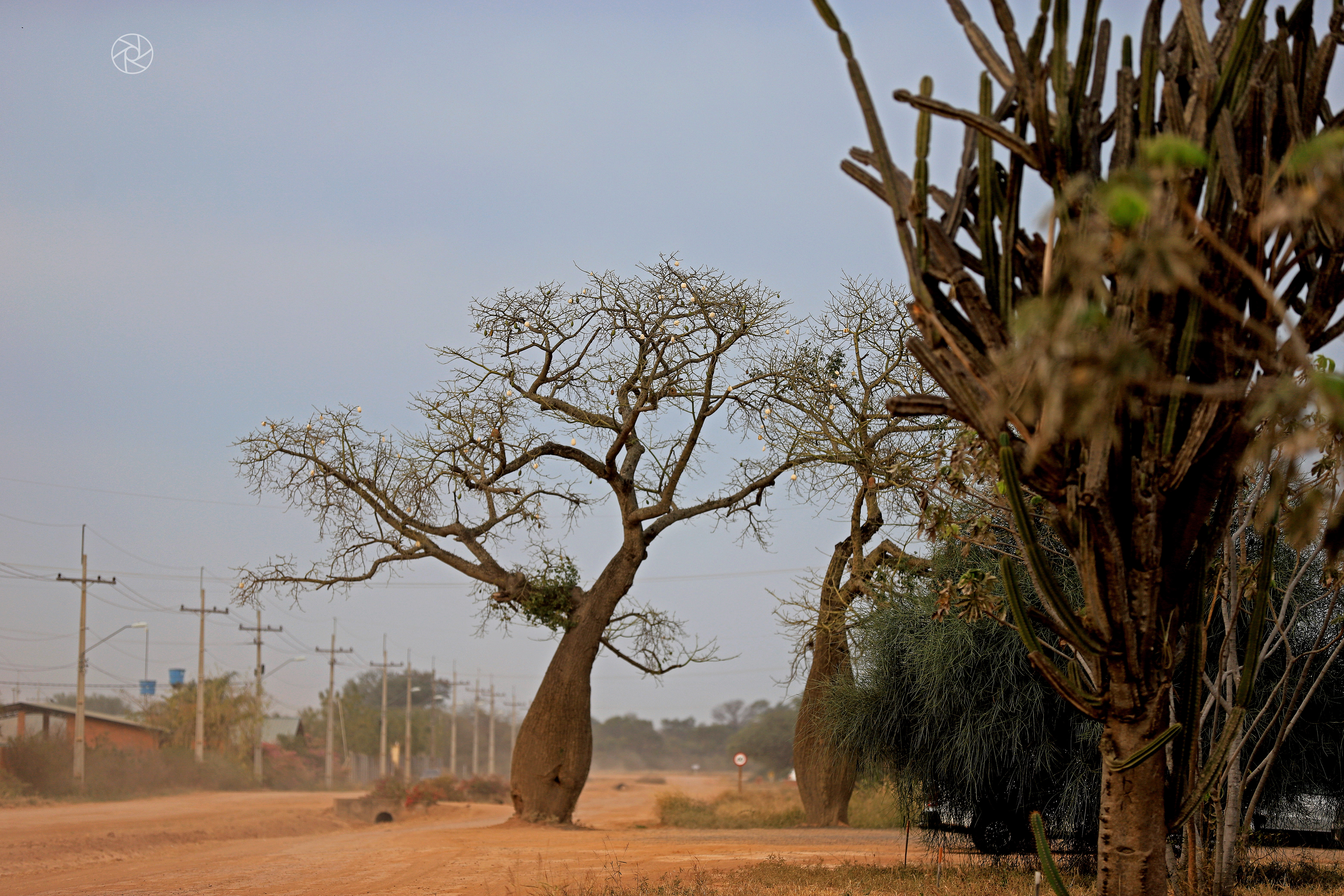 Paraguay exporta árbol “Samu’u” al Medio Oriente