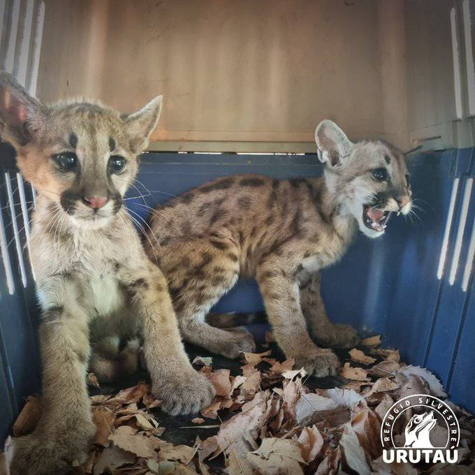 La Naci n Rescatan dos cachorros de puma desnutridos