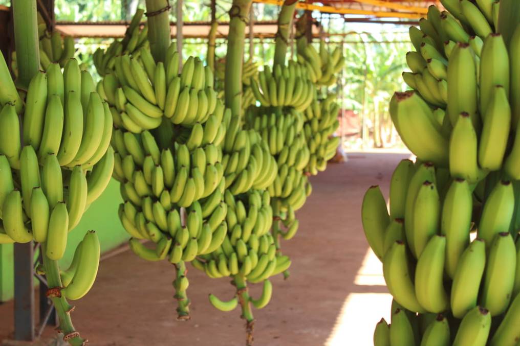 Senave prosigue con visitas técnicas a productores de banana ante recomendaciones del SAG de Chile