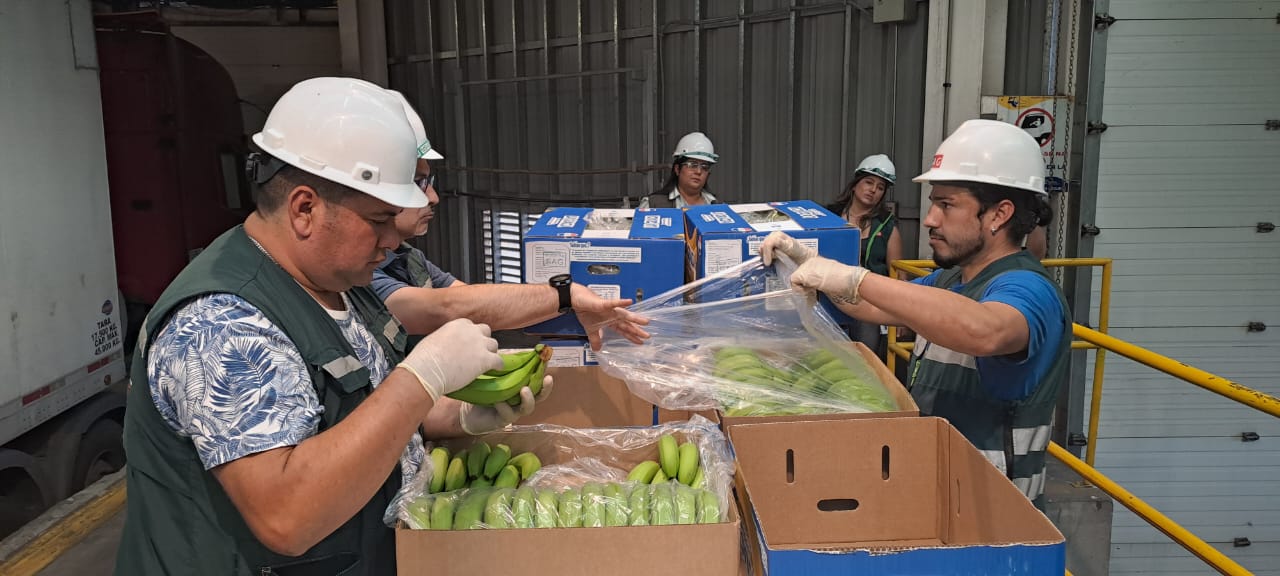 Primera carga de banana nacional ya está en territorio chileno