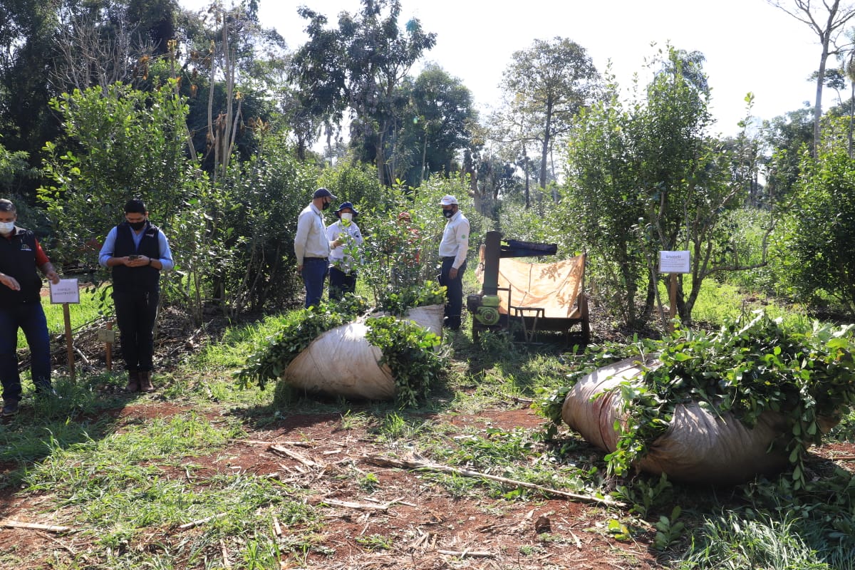 Cultivo de yerba mate: condiciones y buenas prácticas
