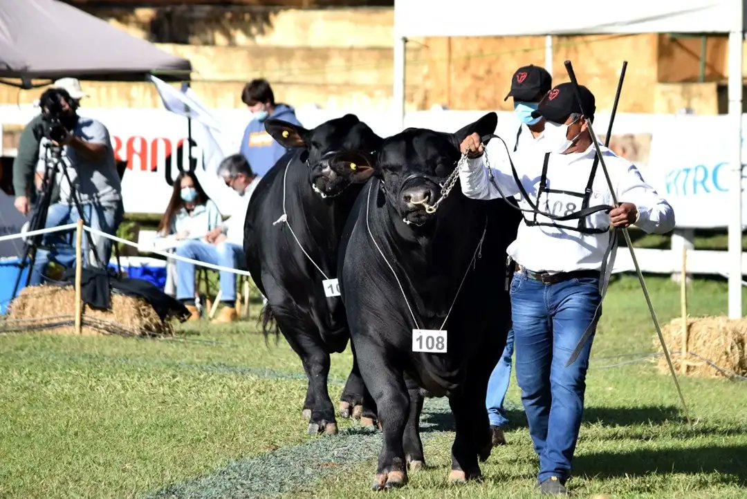 Calzado brangus ultimo catalogo 2019 hot sale