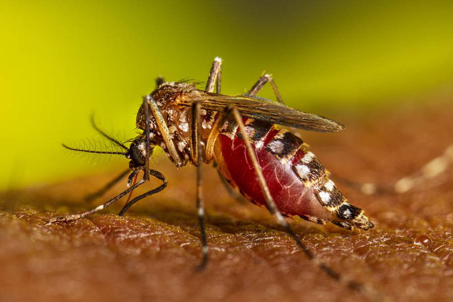 La Nación / Automedicación no es correcta en los niños con chikungunya,  advierte médico