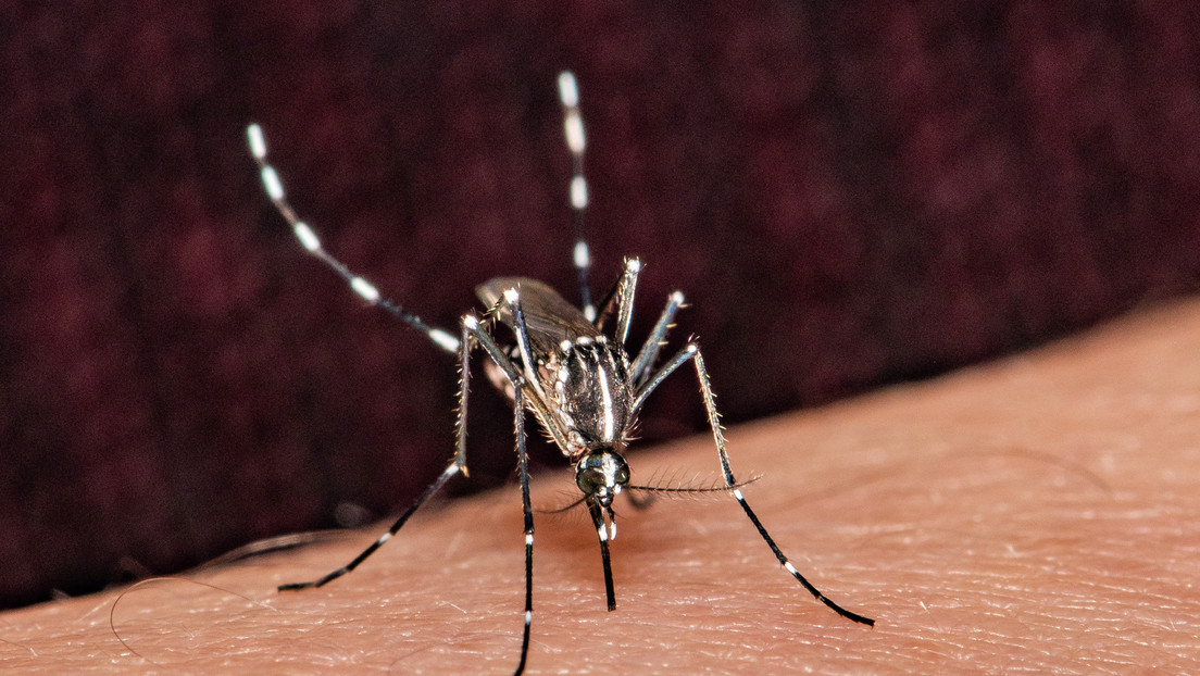 Repunte de casos de dengue activa alerta en hospitales y clínicas del IPS