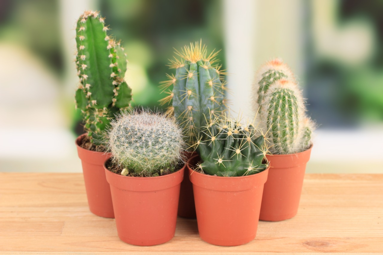 La Nación / Cómo cuidar a tus mini cactus