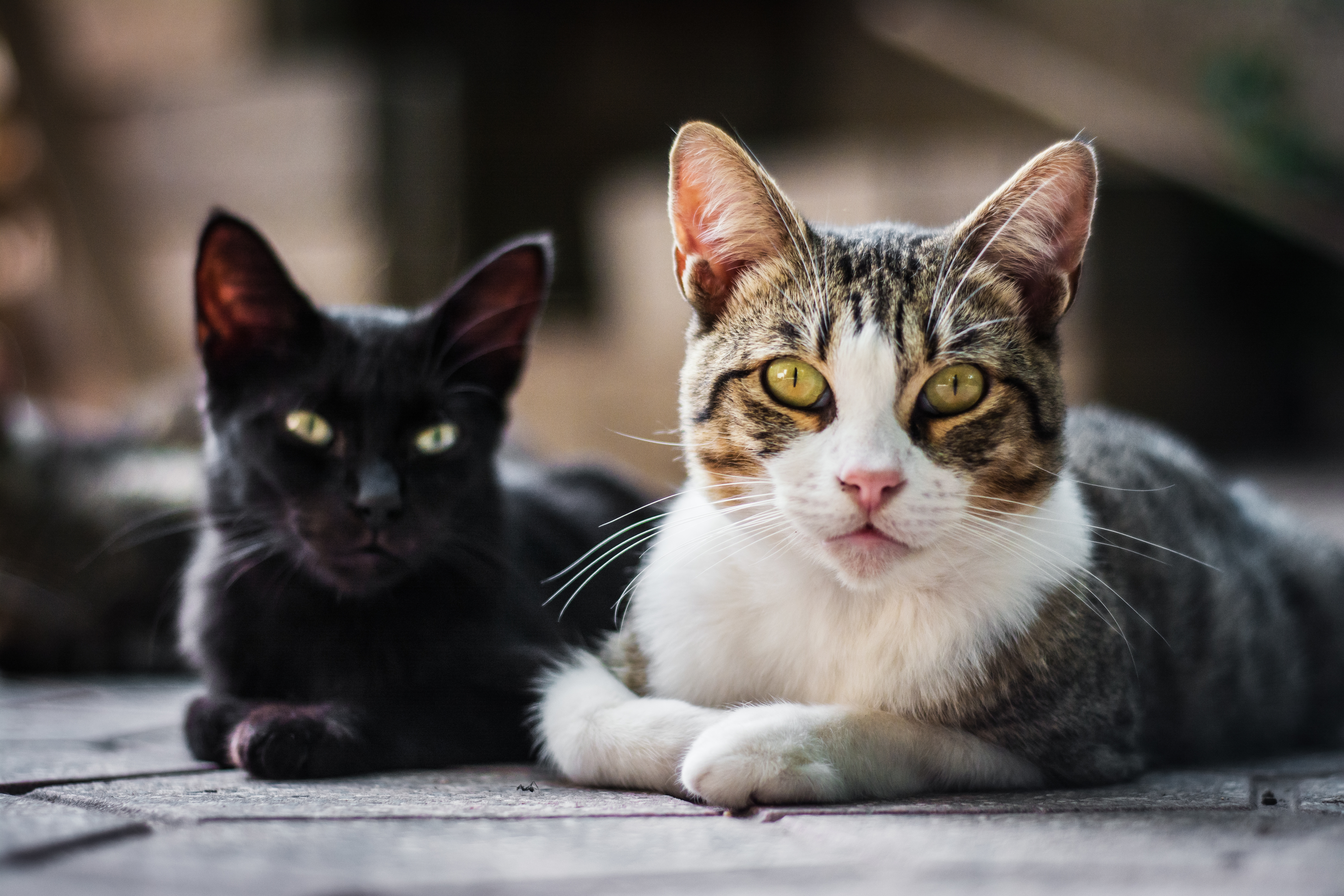 “Castramichi 2024″: Defensa animal anuncia jornada de castración de gatos