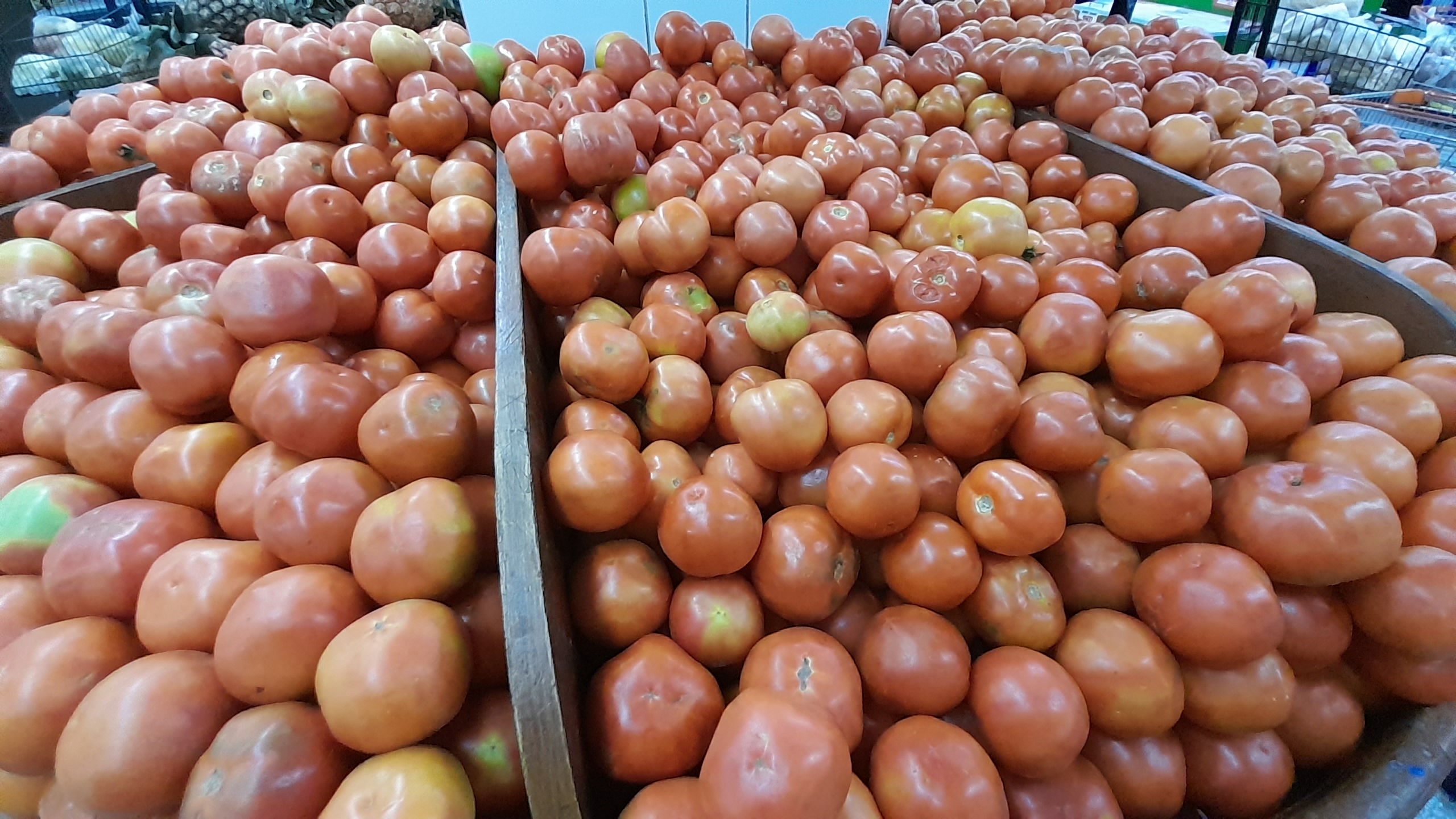 Producción se normalizó, pero tomate sigue caro: MAG conversará con Capasu
