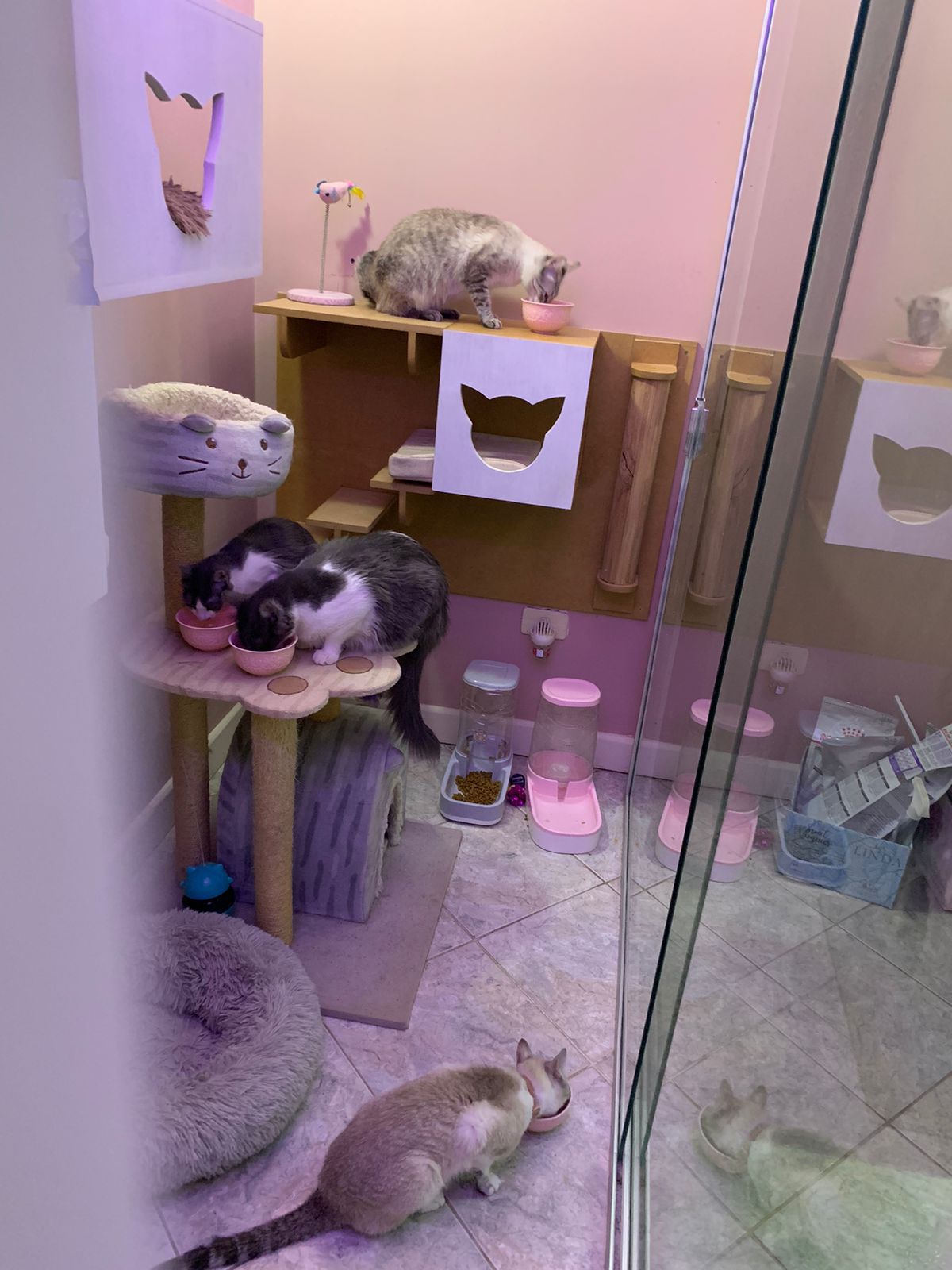 Hotel para gatos.