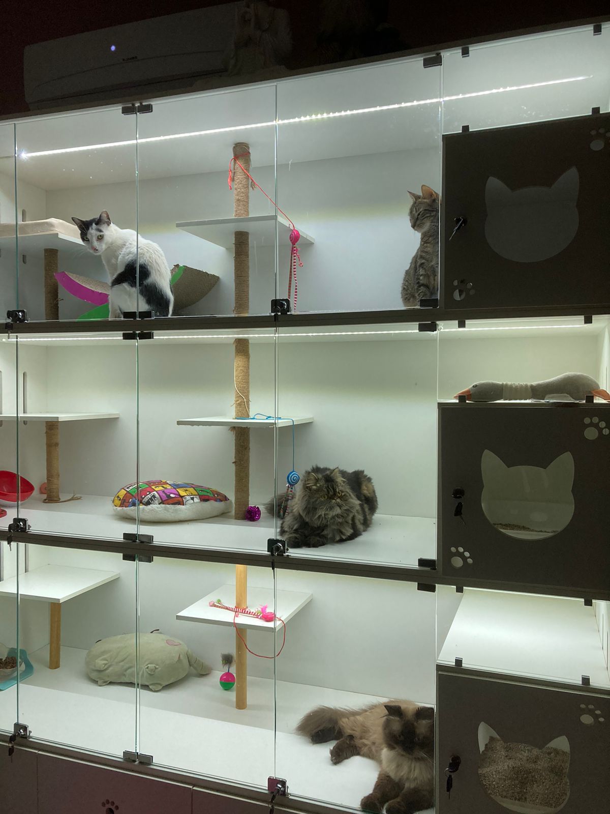 Hotel para gatos.