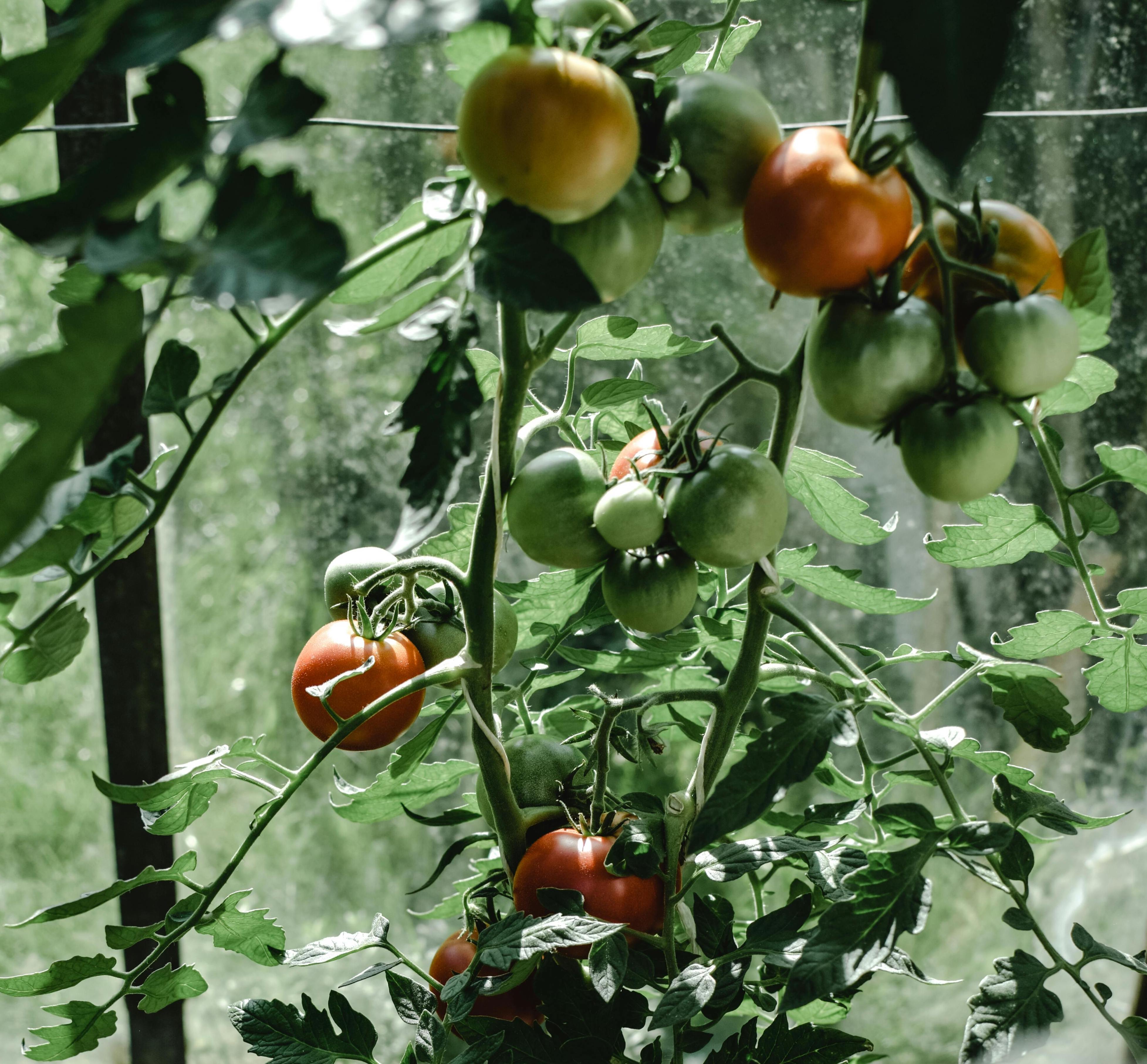 Esperan que próxima cosecha de tomates nacionales controle disparada de precios