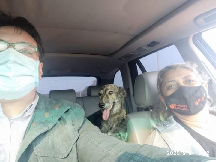 Dos cachorritas fueron rescatadas del lugar cuando estaban ya en la fila.