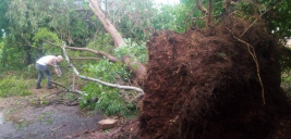 Frondosos árboles sacados de raíz dejo el yvytu ata. Foto Concepción al Día