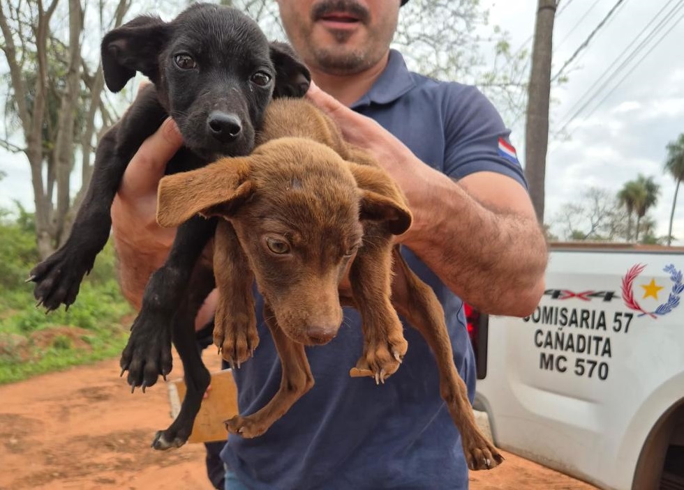 Estos son algunos de los perritos rescatados-Foto Gentileza