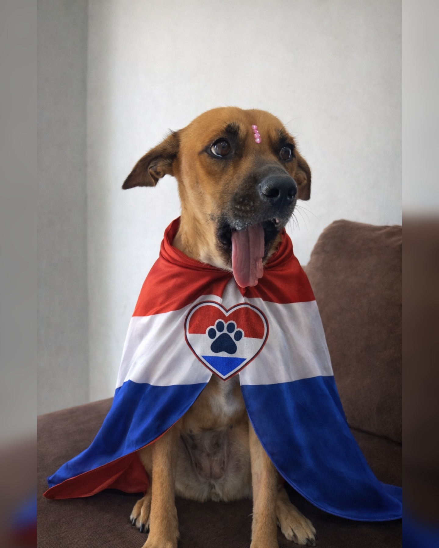 El caso de Canela generó amplia repercusión pública y reavivó el debate sobre el uso de pirotecnia y la violencia hacia animales.