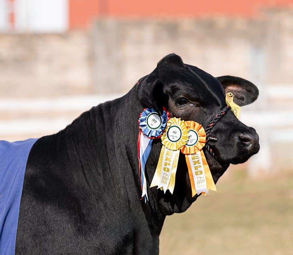 El valor promedio por animal también se elevó, marcando nuevos precios máximos.