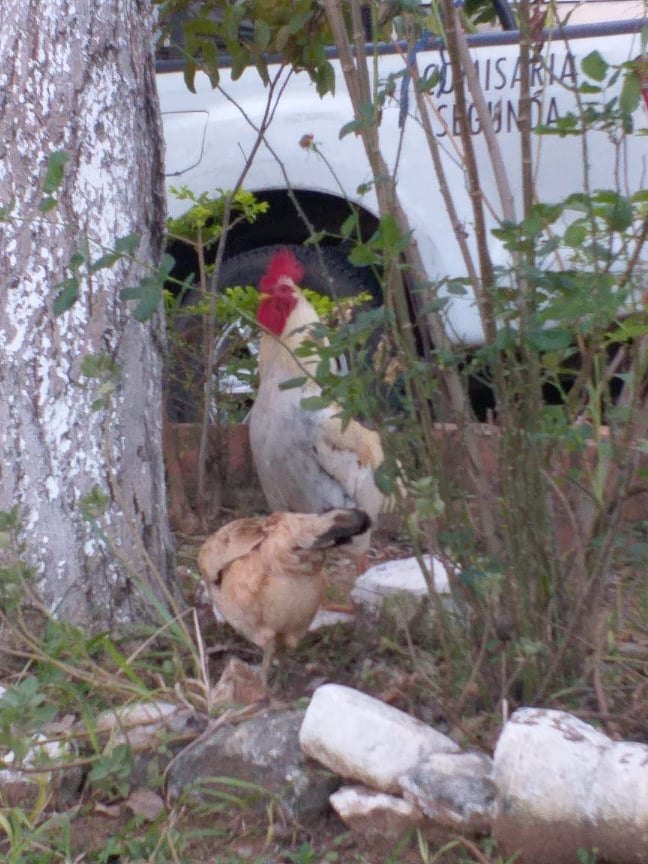 Se pasean por los jardines de la comisaría he’i.