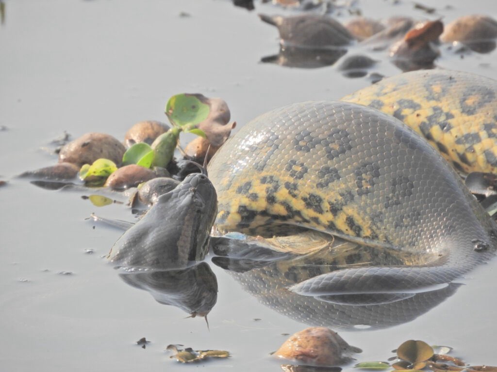 Rescatan a ejemplar de mbói jagua atrapado en red de pesca
