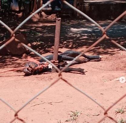 El firulais anga fue una víctima más de la crueldad en contra de los animales. (Foto: Instagram/dianacamarasa)