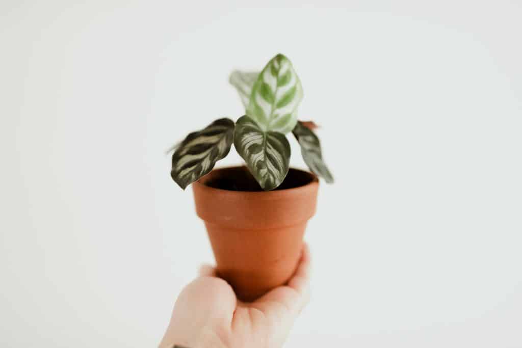 La calathea debe recibir luz indirecta en eldepartamento.
