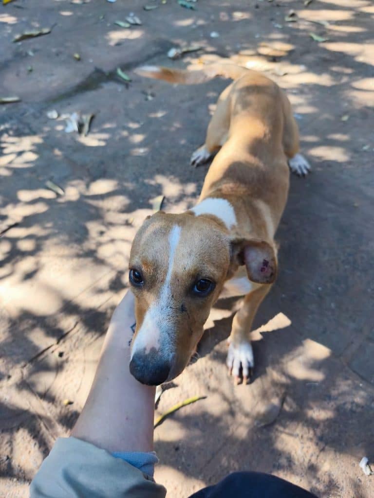 Incluirá únicamente a personas con antecedentes formales por hechos graves de maltrato animal.También a los que cuenten con resoluciones administrativas sancionatorias por faltas consideradasmuy graves, aun cuando no exista una condena penal.