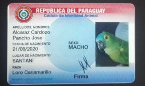(GENTILEZA) Pancho ya tiene cédula.