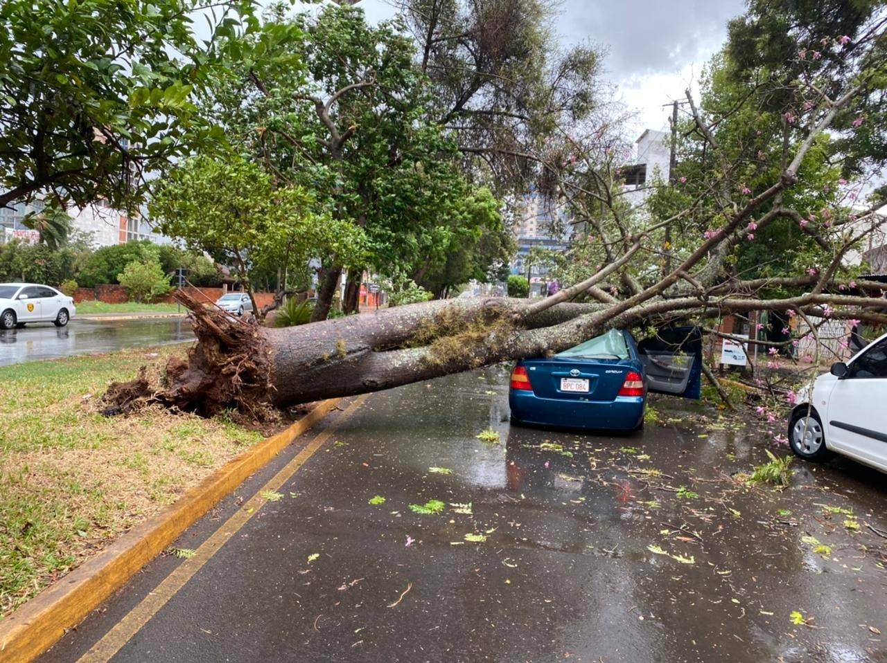Enorme es el árbol que se cayó sobre el auto. (Foto: Itapúa en Noticias)