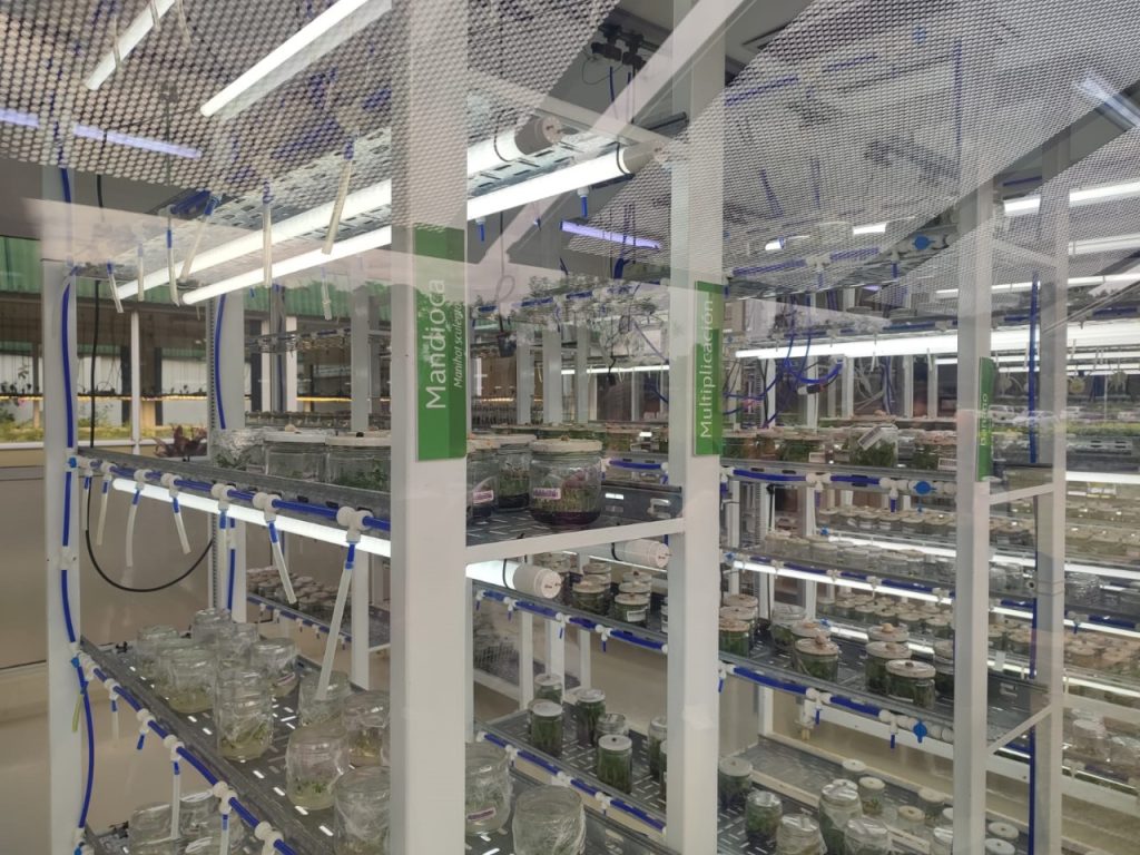 A partir de plantas madres en los laboratorios de la Biofábrica los clones son multiplicados “in vitro”, de ahí pasan a los viveros, y posteriormente a los campos de producción.