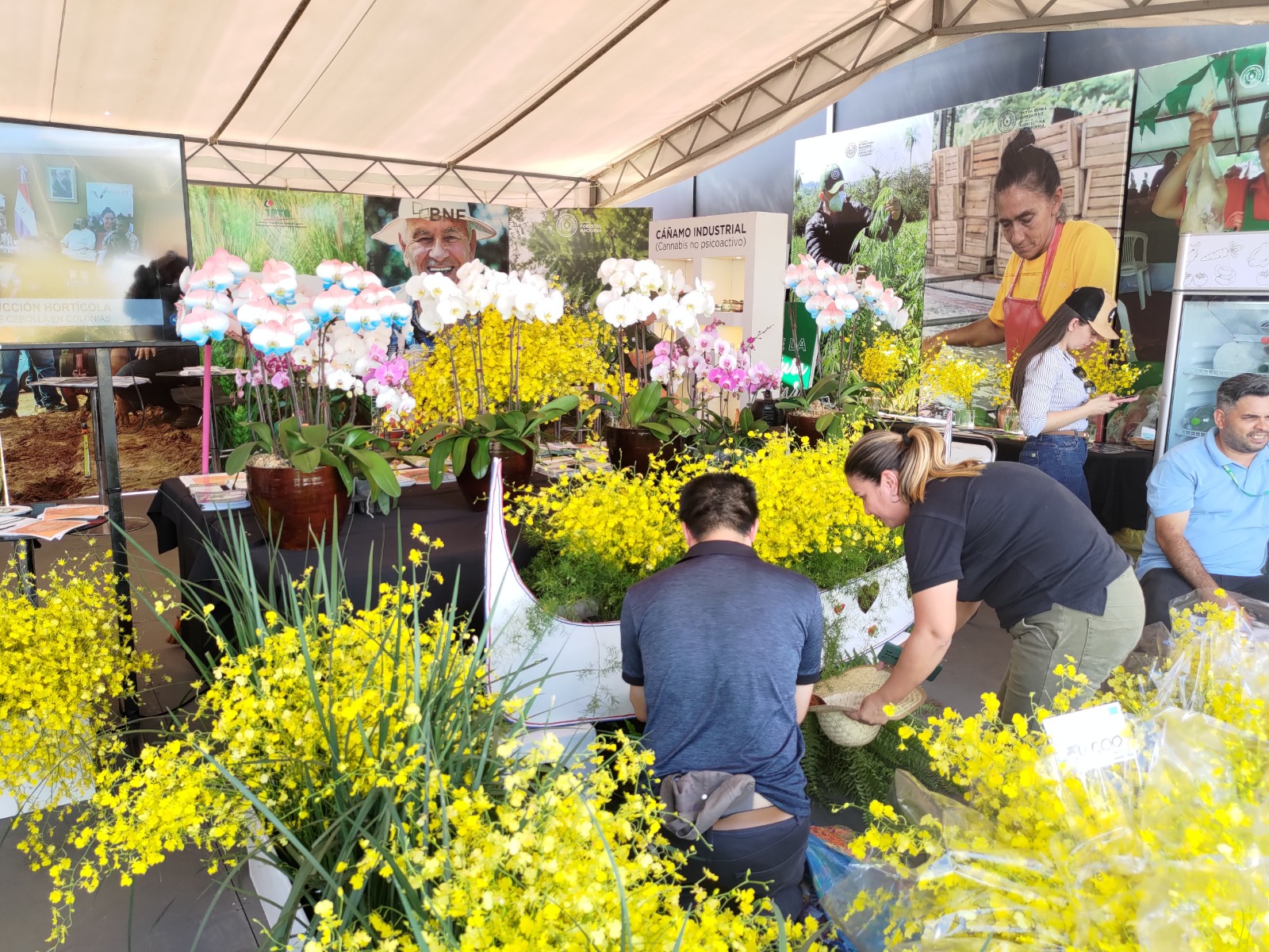 Una vez que llegan a los centros comerciales, los plantines despiertan gran atractivo en los aficionados a la floricultura.