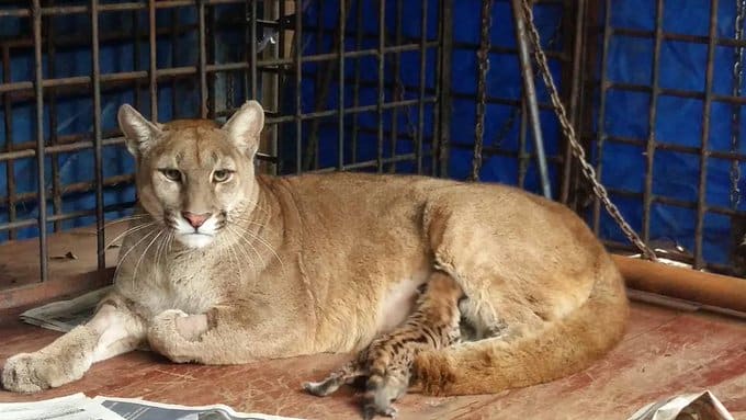 Ejemplares del Zoológico de Asunción.