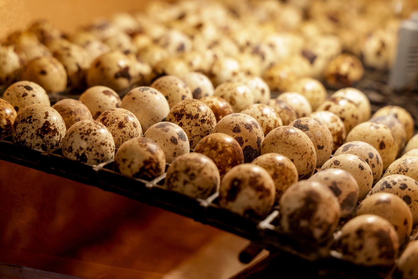 Produce muchísimos huevos en muy poco tiempo.