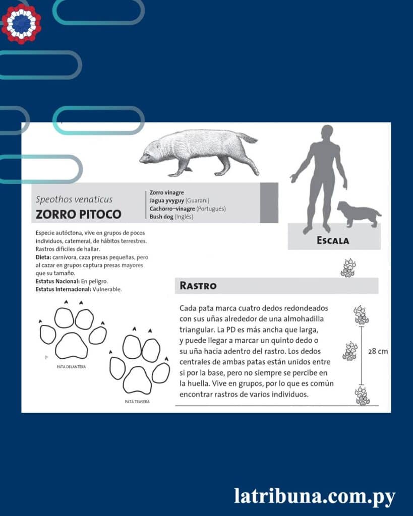 Caracteristicas del jagua yvyguy - creditos de la imagen Ricky Woup