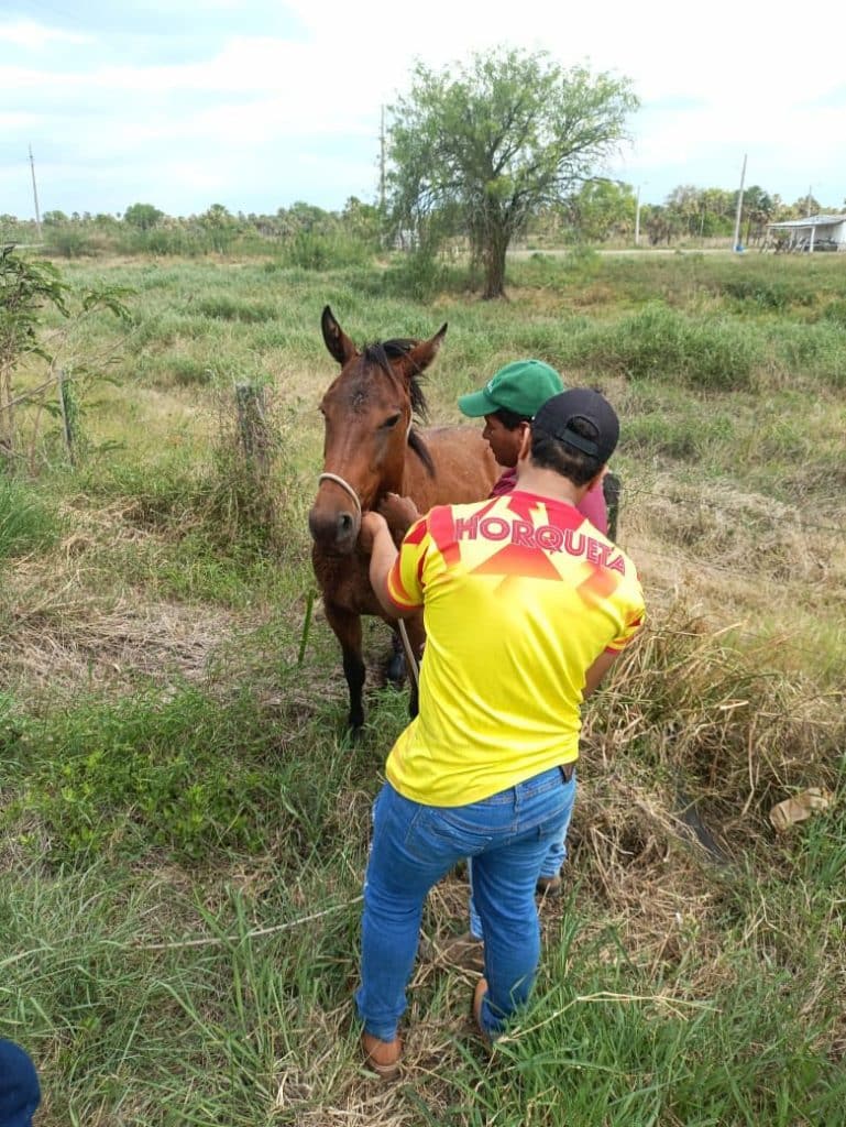 Transporte y producción animal. En los controles no están exentas las granjas y transporte deanimales, explicó Héctor Rubín.