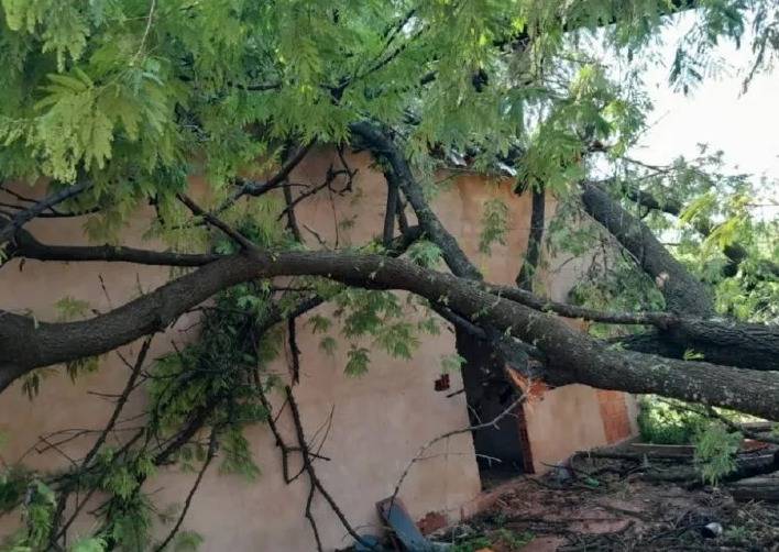 Los fuertes vientos derribaron varios árboles en la madrugada de este domingo. (Foto: Gentileza)