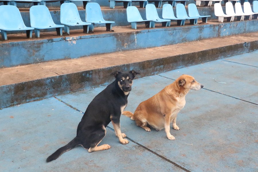 Tesapara encontró el amor, él se llama Preto y no le abandona.