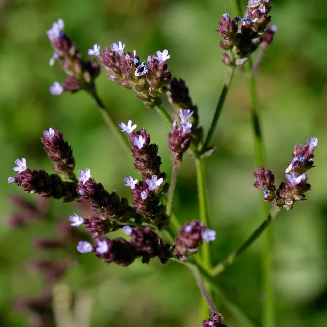 Los compuestos bioactivos de la Verbena Litoralis son clave para combatir la resistencia a los antiparasitarios comerciales.